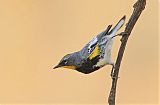 Yellow-rumped Warblerborder=